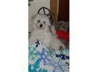 Bichon Frise Puppy for sale in Bloomington, IN, USA