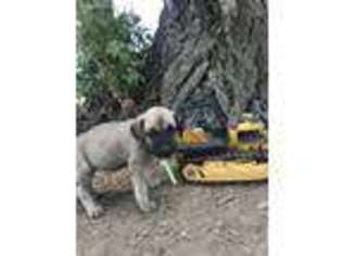 Black Mouth Cur Puppy for sale in Austin, CO, USA