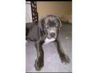 Cane Corso Puppy for sale in Easton, MD, USA