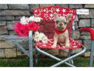 French Bulldog Puppy for sale in Mansfield, OH, USA