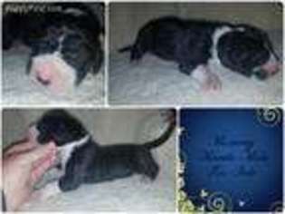Great Dane Puppy for sale in Quanah, TX, USA
