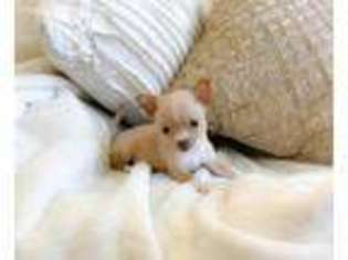 Chihuahua Puppy for sale in Jefferson, OH, USA