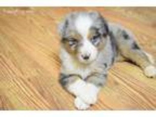 Miniature Australian Shepherd Puppy for sale in Lynchburg, TN, USA
