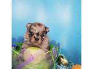 Pomeranian Puppy for sale in Amite, LA, USA