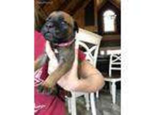 Bullmastiff Puppy for sale in Westville, FL, USA