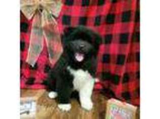 Akita Puppy for sale in Elsberry, MO, USA
