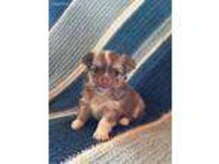 Chihuahua Puppy for sale in Peach Bottom, PA, USA