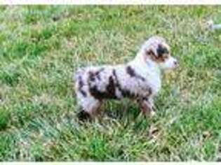 Miniature Australian Shepherd Puppy for sale in Troy, MO, USA