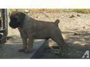 Boerboel Puppy for sale in PORTERVILLE, CA, USA