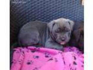 Cane Corso Puppy for sale in Santa Clarita, CA, USA
