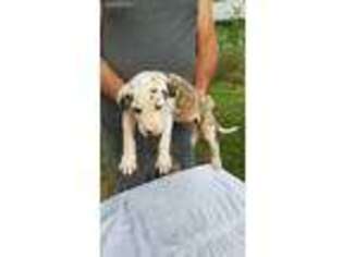 Great Dane Puppy for sale in Point, TX, USA