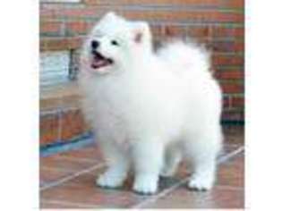 Samoyed Puppy for sale in Greenwich, CT, USA