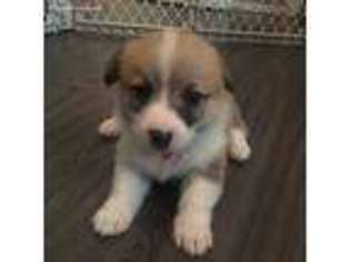 Pembroke Welsh Corgi Puppy for sale in Lavaca, AR, USA