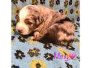 Miniature Australian Shepherd Puppy for sale in Montrose, MN, USA