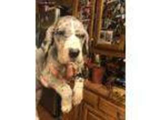Great Dane Puppy for sale in Adah, PA, USA