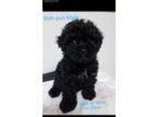 Shih-Poo Puppy for sale in Middle Village, NY, USA