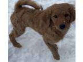 Goldendoodle Puppy for sale in Watertown, CT, USA