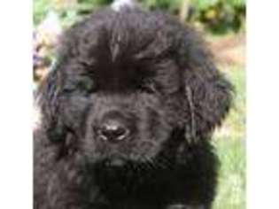 Newfoundland Puppy for sale in CAMP DOUGLAS, WI, USA