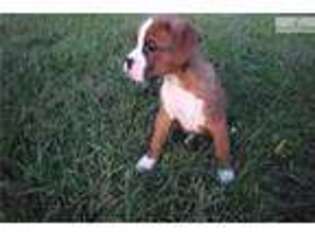 Boxer Puppy for sale in Decatur, IL, USA