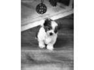 Havanese Puppy for sale in Nabb, IN, USA