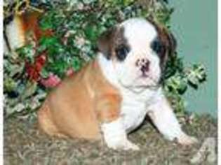 Boxer Puppy for sale in HILLSDALE, MI, USA