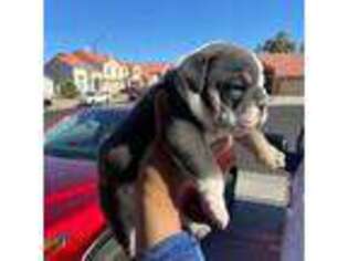 Bulldog Puppy for sale in Henderson, NV, USA