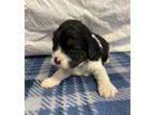 Cavapoo Puppy for sale in Mankato, MN, USA