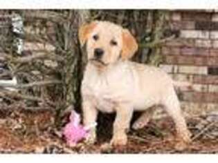 Labrador Retriever Puppy for sale in Argos, IN, USA