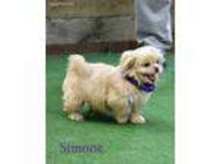 Shinese Puppy for sale in Maysville, OK, USA