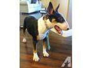 Bull Terrier Puppy for sale in LUTZ, FL, USA