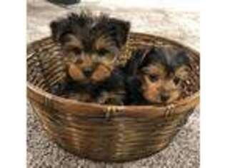 Yorkshire Terrier Puppy for sale in Santa Rosa, CA, USA