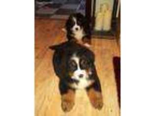Bernese Mountain Dog Puppy for sale in Melrose Park, IL, USA