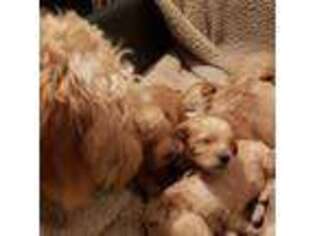 Goldendoodle Puppy for sale in Joliet, IL, USA