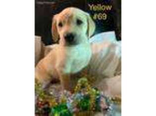 Labrador Retriever Puppy for sale in Selah, WA, USA
