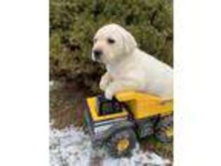 Labrador Retriever Puppy for sale in Middlebury, IN, USA