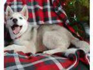 Siberian Husky Puppy for sale in Sun City, CA, USA