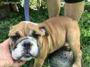 Bulldog Puppy for sale in Whitwell, TN, USA
