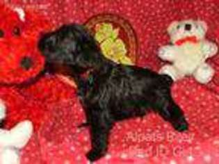 Mutt Puppy for sale in Salem, IN, USA