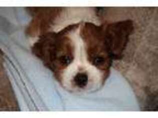 Cavalier King Charles Spaniel Puppy for sale in Moorhead, MN, USA