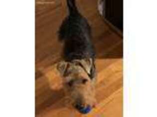 Welsh Terrier Puppy for sale in Rock Hill, SC, USA