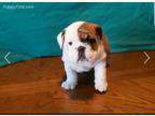 Bulldog Puppy for sale in Appleton, WI, USA