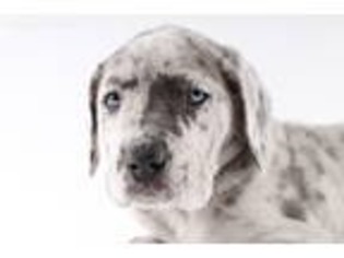 Great Dane Puppy for sale in Artesia, NM, USA