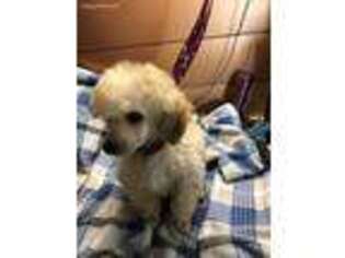 Mutt Puppy for sale in Pine City, MN, USA