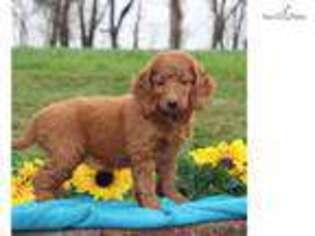 Goldendoodle Puppy for sale in Harrisburg, PA, USA