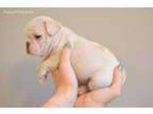 French Bulldog Puppy for sale in Ozawkie, KS, USA