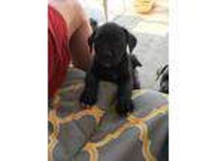 Cane Corso Puppy for sale in Amarillo, TX, USA