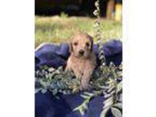 Goldendoodle Puppy for sale in Cordele, GA, USA