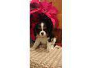 Cavalier King Charles Spaniel Puppy for sale in Stanley, NY, USA