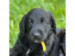 Labradoodle Puppy for sale in Suffolk, VA, USA