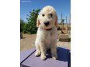 Labradoodle Puppy for sale in Buckeye, AZ, USA